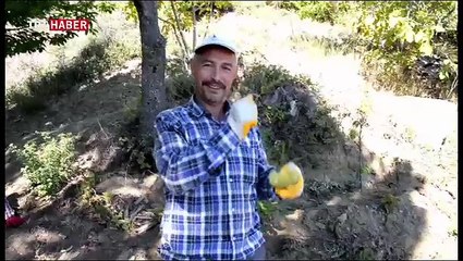 Kestane hasadı başladı