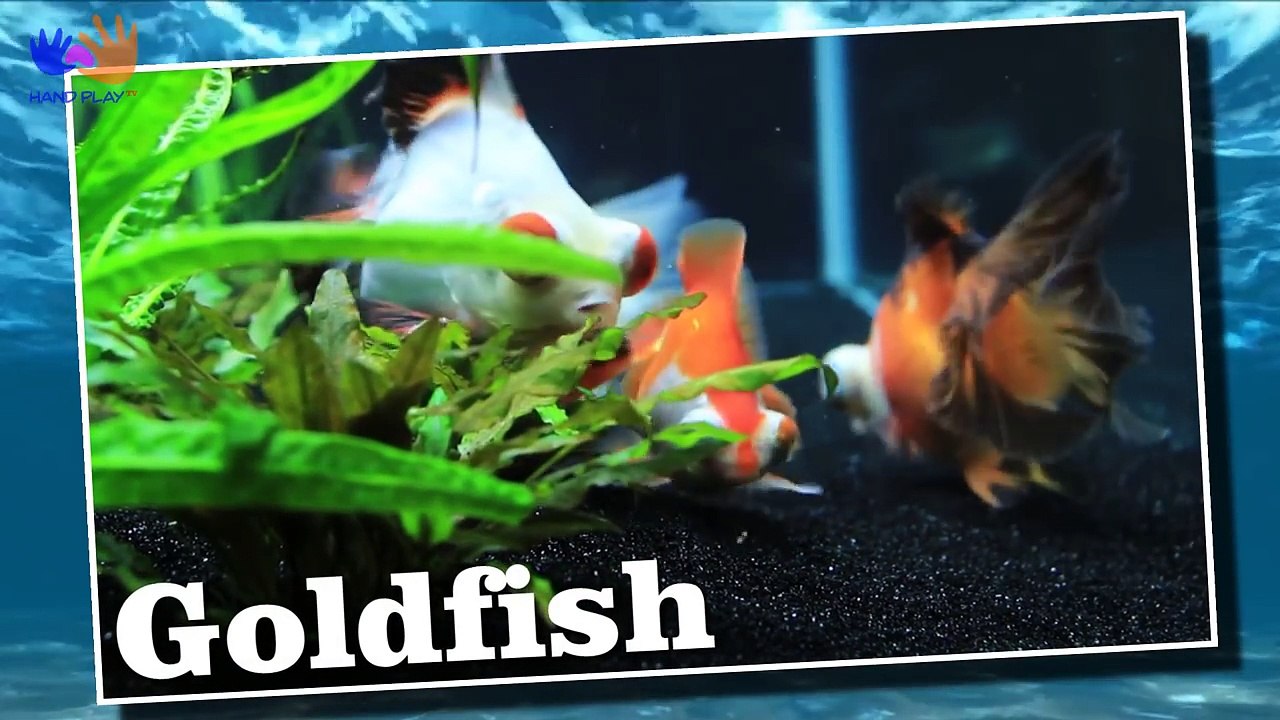 Learn Alphabet with Cartoon & Real Water and Sea Animals for children | Sea Animals Name | Part 01