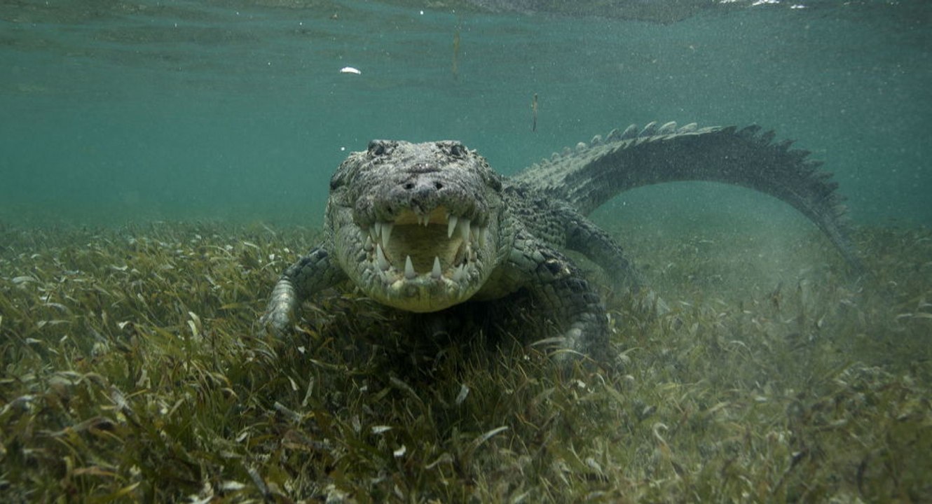 ‘Croc! Croc!’ Terrifying moment pig hunters open fire on crocodile_HIGH