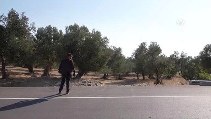 Edremit'te Zeytinlikte Erkek Cesedi Bulundu - Balıkesir