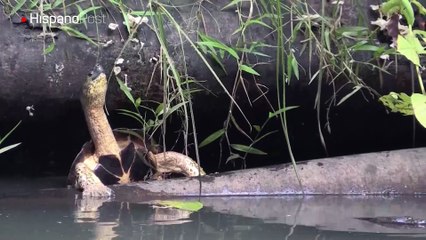 Las tortugas marinas son las “estrellas” del turismo costarricense