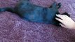 ASMR Cat Brushing, Purring & Petting! Binaural Soft Spoken, Slow Hand Movements. Meet Mister & Goose