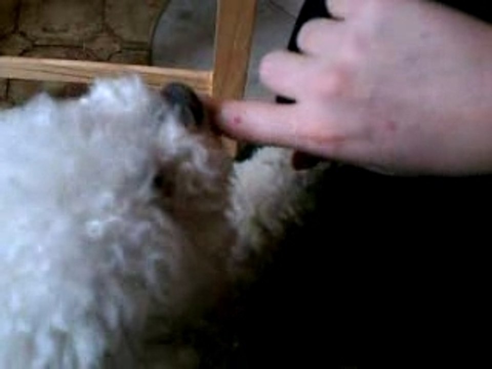 aby mange de la cancoillotte