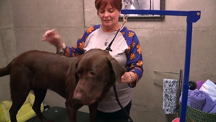 Dog Burned by Teen in Viral Video Goes Home to New Family