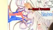Kidney and Nephron Anatomy Structure Function | Renal Function System