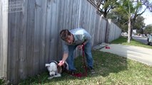 How to Train a Dog to Walk on Leash Without Pulling