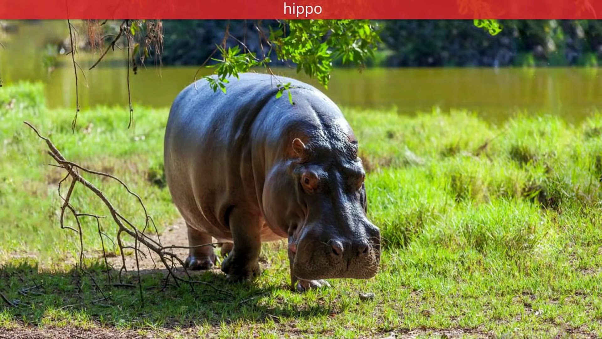 ⁣Animal pictures for kids Wild animals Part 3. Wild African, Forest, aquatic animals & birds soun