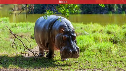 Animal pictures for kids Wild animals Part 3. Wild African, Forest, aquatic animals & birds sounds