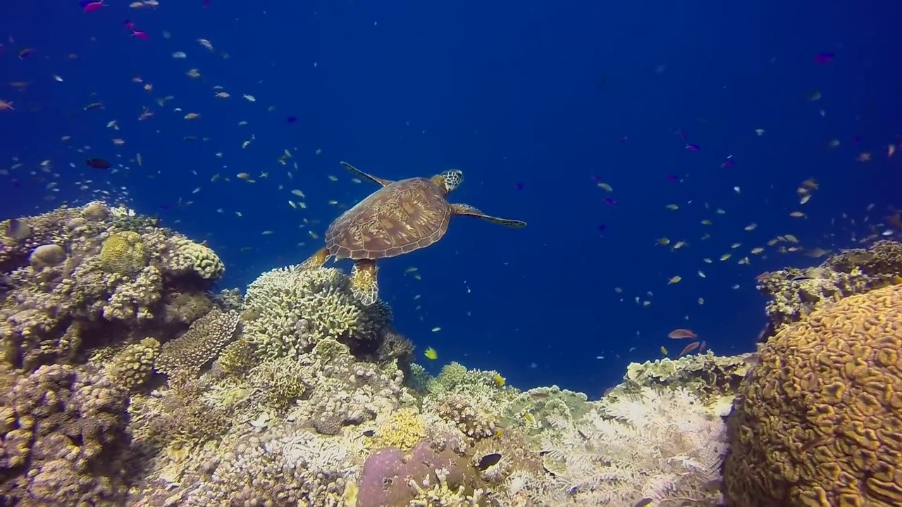 Balicasag Island - Philippines 2015 - 1080p 30fps - Scuba Diving