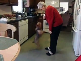 Funny Dog Protecting Owner