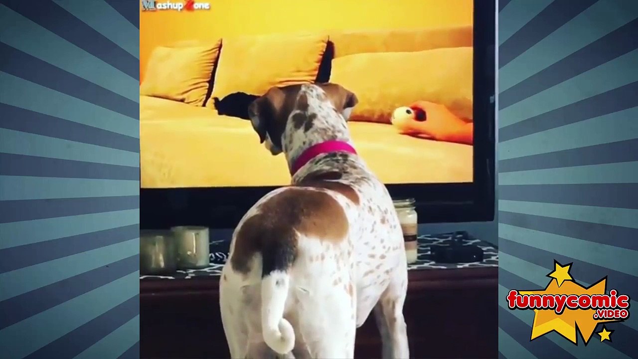 Dogs Watching TV 2