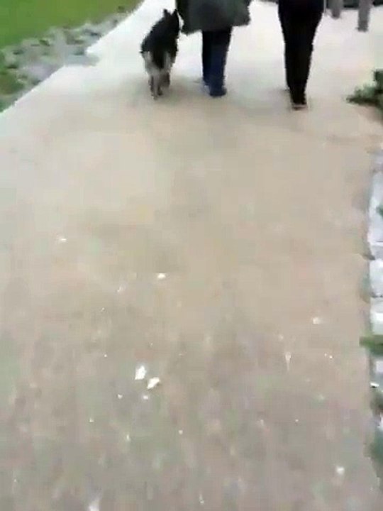 Funny dog 2
