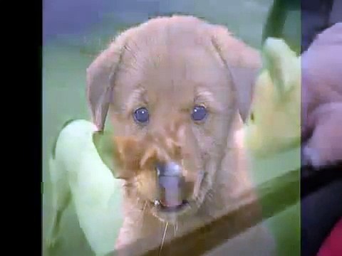 Most Funny Best of Funny cats, cute cats, Top 10 funny dogs, funny animals funniest videos17