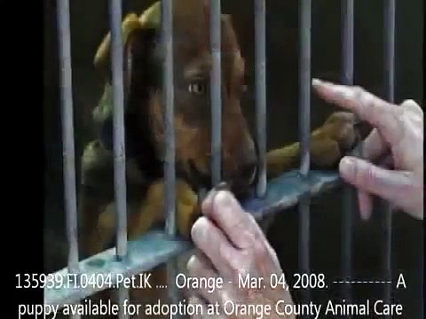 Most Funny Best of Funny cats, cute cats, Top 10 funny dogs, funny animals funniest videos6