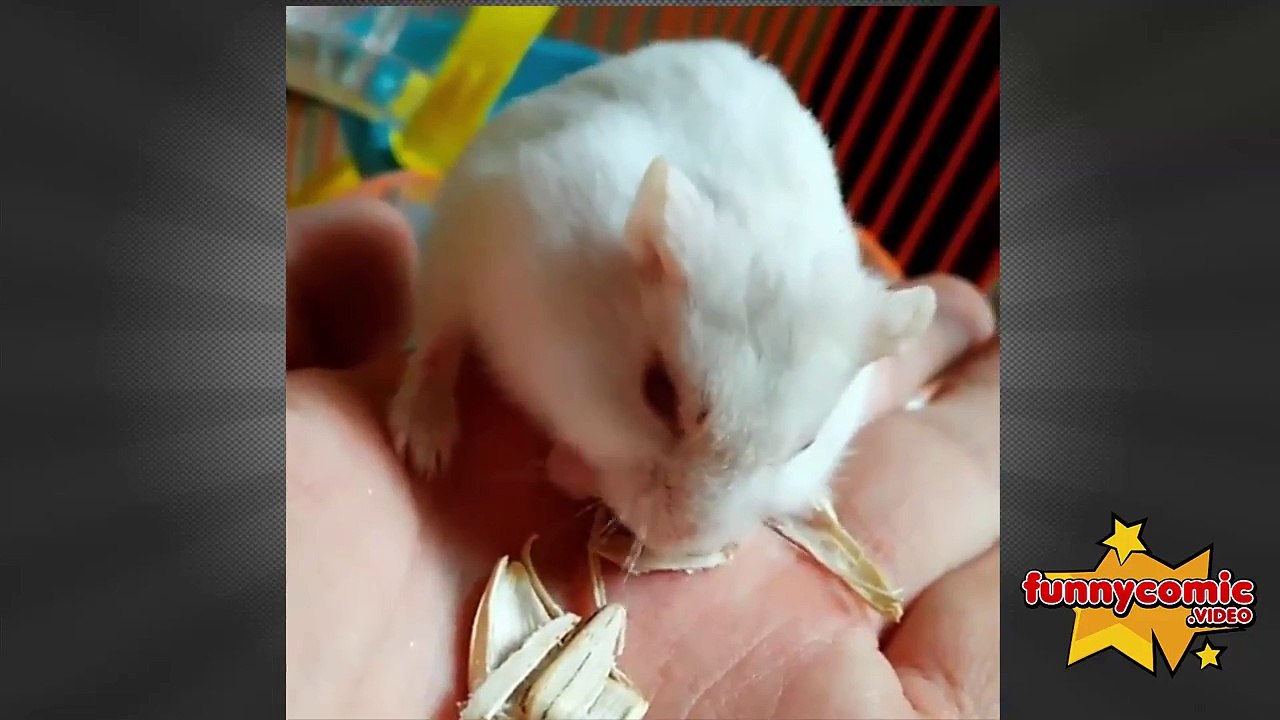 Top 25 Hamster Video