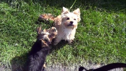 Playing with Cute dogs Dogs are so Funny