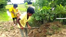 Terrifying ! Brave Brothers Catch Big Cobra From Hole While Finding Snakes