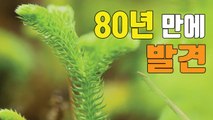 [자막뉴스] 희귀 식물 '물석송' 80년 만에 발견  / YTN