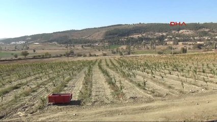 Manisa İstanbul'dan Kaçıp İpek Böceği Üretimine Başladı