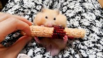 Funny hamster is too cute to eat corn!Mr.cheese & Mr.Othello!コーンを食べる姿が癒される！おもしろ可愛いハムスター