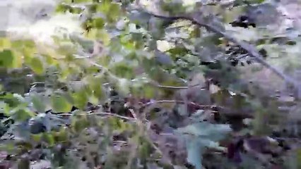 Forest Trekking & Tour in Pachmarhi