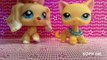 Lps- Our Package Came!!! Very Rare Shorthair cat #2291 !! Lpssophine, Soph Ine