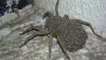 Il trouve une araignée terrifiante, recouverte de milliers de bébés araignées. Cauchemardesque...