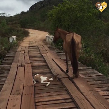Il sauve un poulain coincé sur un pont sous les yeux de sa mère
