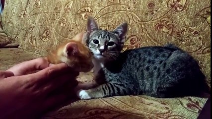 Söz dinleyen kedi D