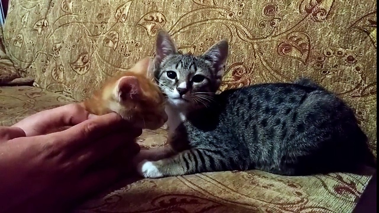 Söz dinleyen kedi D