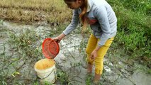 Wow! Beautifull Girl Fishing in Battambang - Khmer Net Fishing - Cambodia Traditional Fishing (176 )