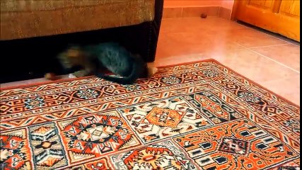 Minik kedi cevizle adeta football oynuyor )  Little cat is playing walnutball )