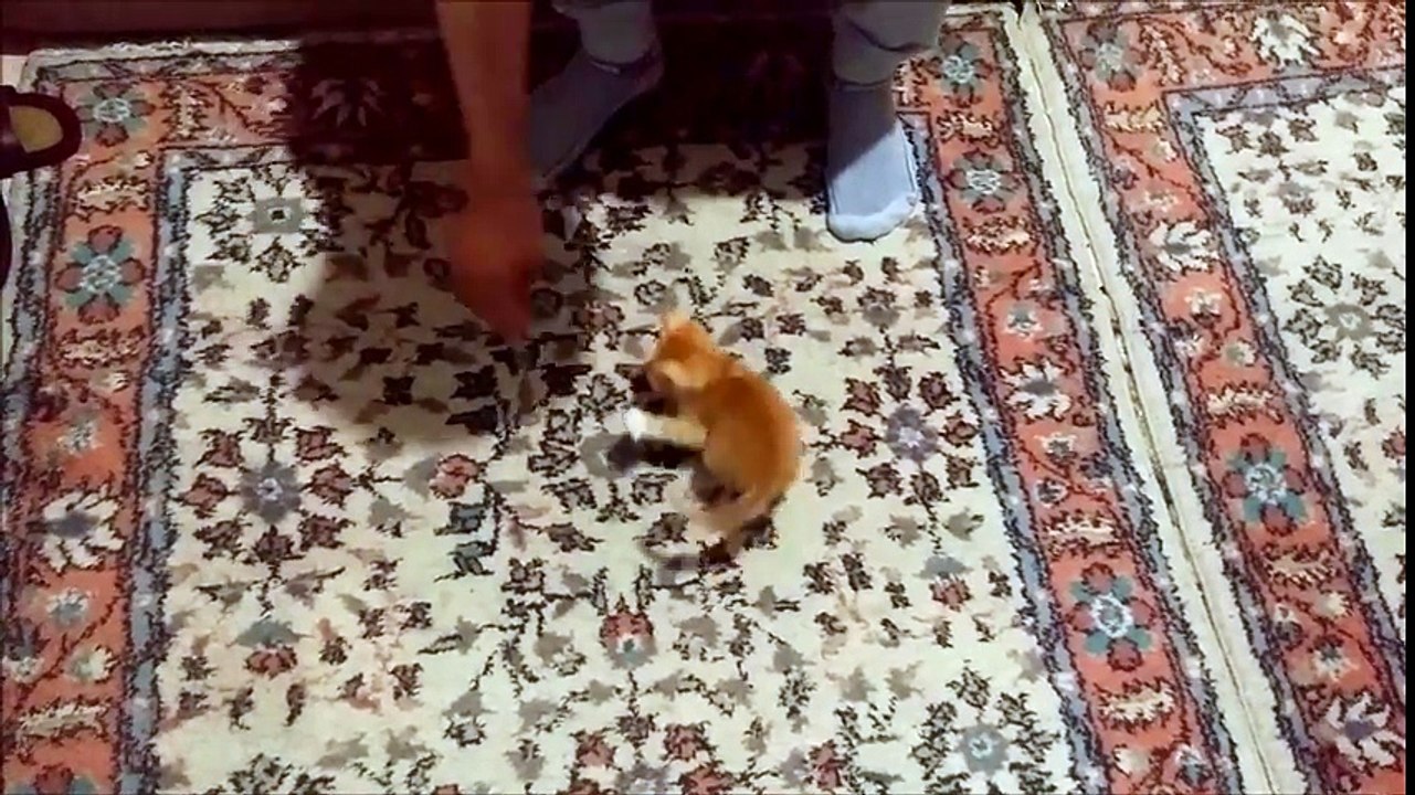 Minik Kedinin Evdeki İlk Oyunları )  Kitten is playing first time at home )