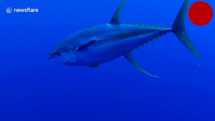 Dev balina dalgıça çarptı