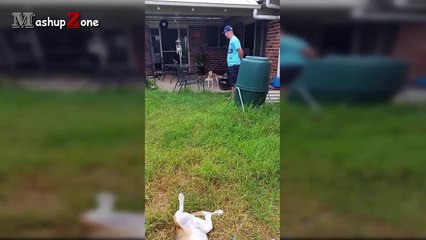 Funny Guilty Dog Videos Compilation 2016 [BEST OF]