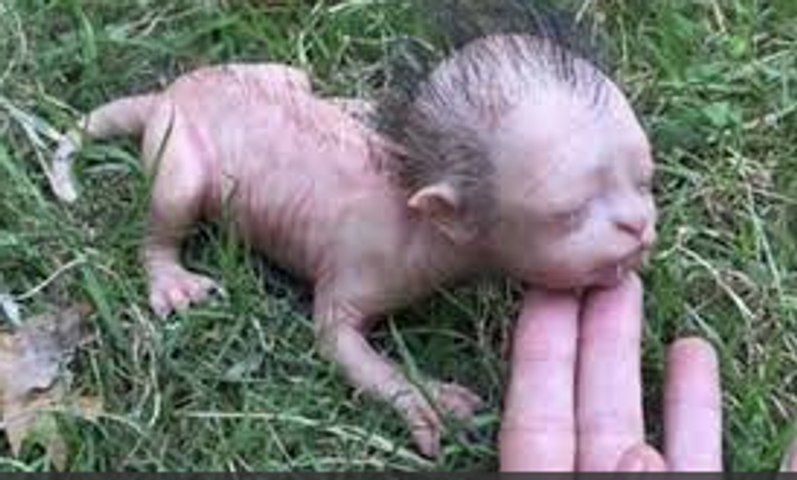 Malaisie Chat Dote D Un Visage Humain Fake Video Dailymotion