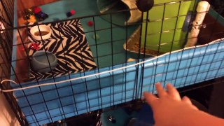 Hedgehog C&C Cage Tour (new || Stacked 2x2)