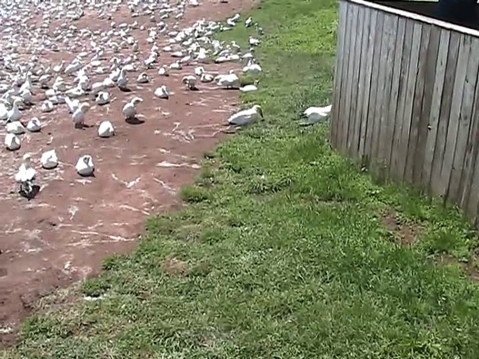 Ile Bonaventure-Fous de Bassan (3)