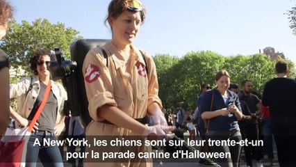 NY: Les chiens se font beaux pour la parade canine d'Halloween