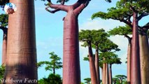 दुनिया के 6 विचित्र और चौकानेवाले पेड़ Top 10 Strange Trees of the World (I
