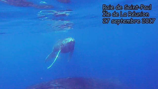 Une baleine et son baleineau jouent près des plongeurs