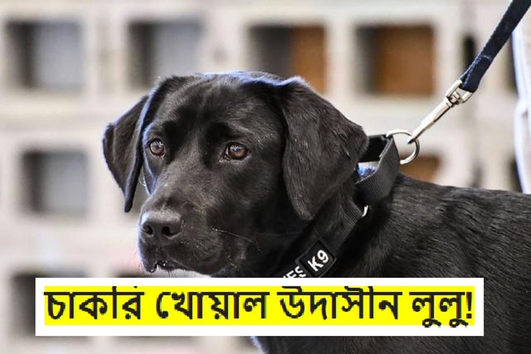 প্রশিক্ষণে উদাসীন থাকায় লুলু নামের এই কুকুরকে বিদায় দিয়েছে মার্কিন গোয়েন্দা সংস্থা সিআইএ