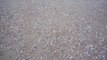 Regardez ces milliers de coquillages qui sortent du sable pour se nourrir