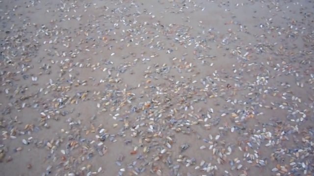 Regardez ces milliers de coquillages qui sortent du sable pour se nourrir
