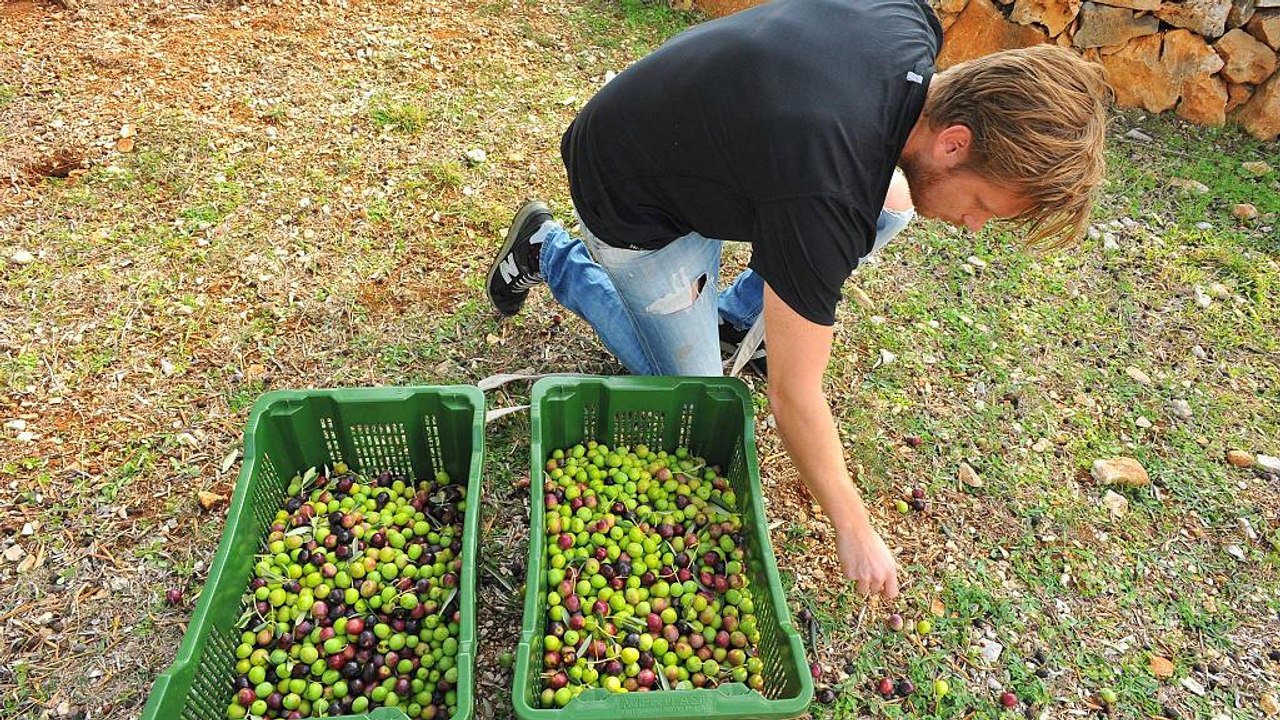 Kroaten pflücken am besten