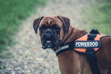 Toxic and Dangerous Foods Your Dog Should Never Eat