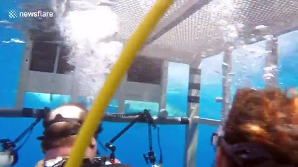 Huge great white shark attacks cage with divers inside