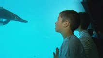 Un aquarium géant ouvre à Lausanne