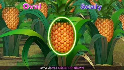 Oval Scaly| Flushedthelon | Happy For Kid