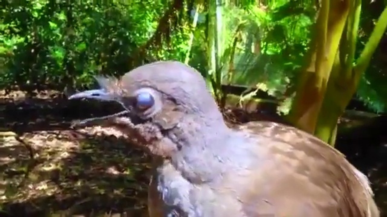 Ecoutez le chant incroyable de cet oiseau pour charmer sa femelles... Fou